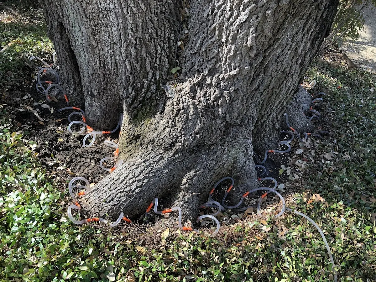 Detailed Tree Cabling and Bracing job site in Horse Cave
