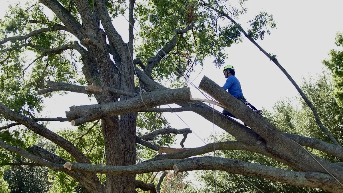 Professional Crown Thinning performed by certified arborists in Horse Cave