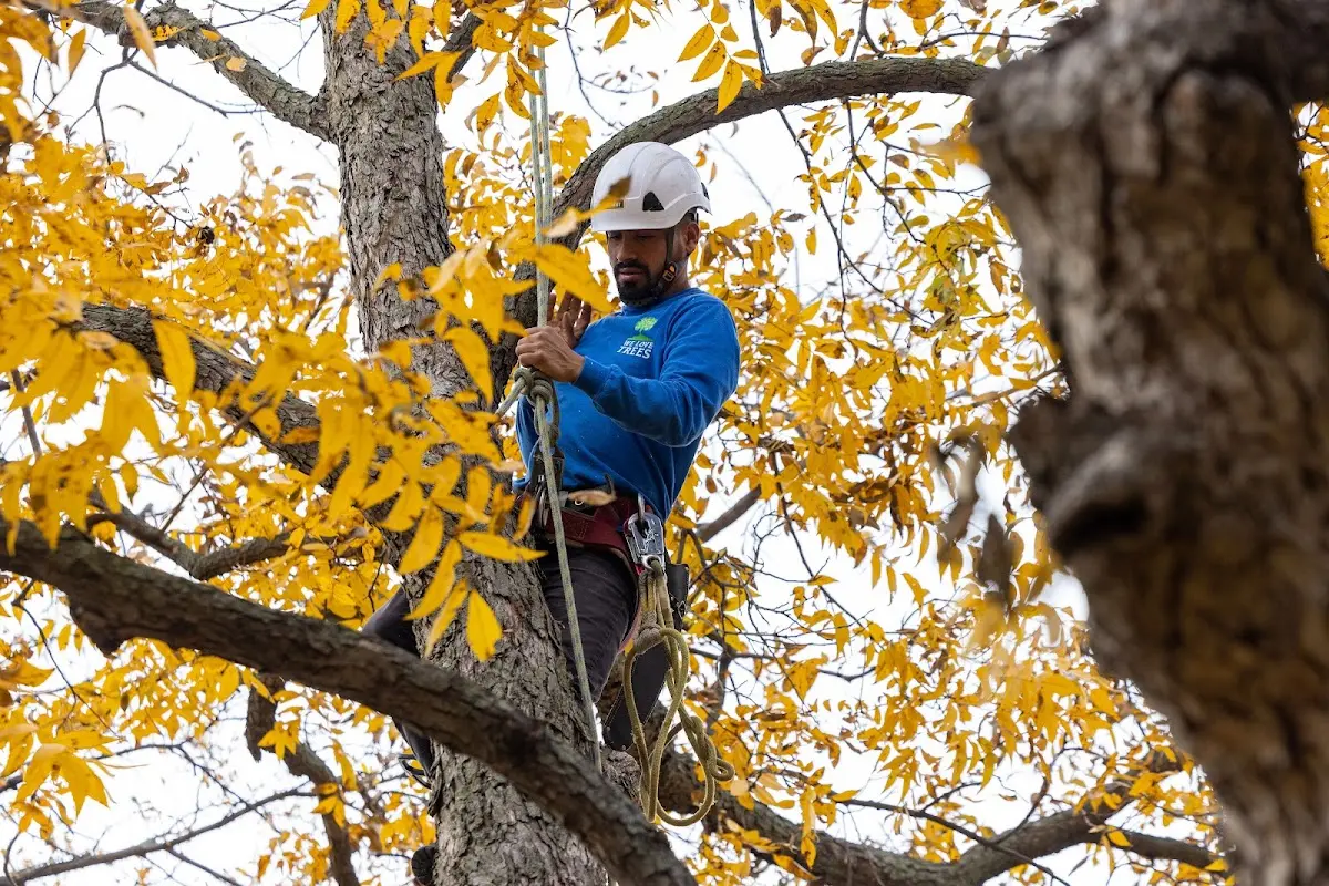 Skilled Tree Pruning crew working in Horse Cave